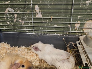 Guinea Pig rodents 2 bonded male guinea pigs - Advert 1