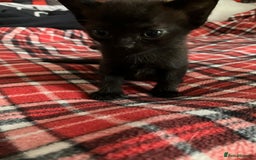 Mixed Breed cats for sale: 2 x Beautiful Kittens  - Image 8