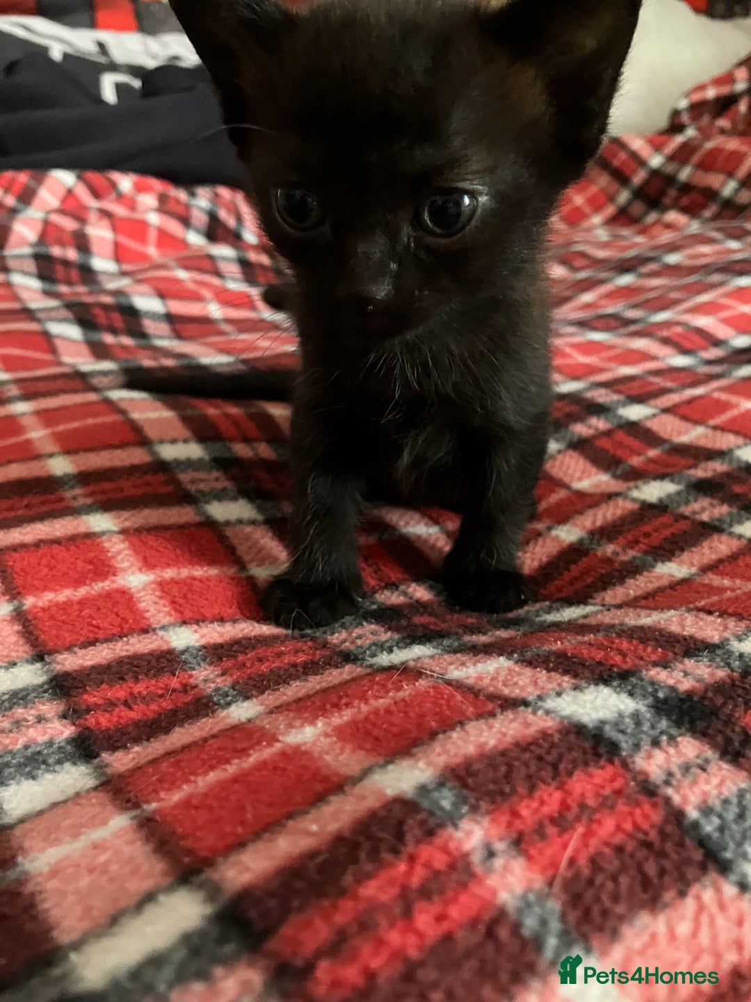 Mixed Breed cats for sale: 2 x Beautiful Kittens  - Image 8