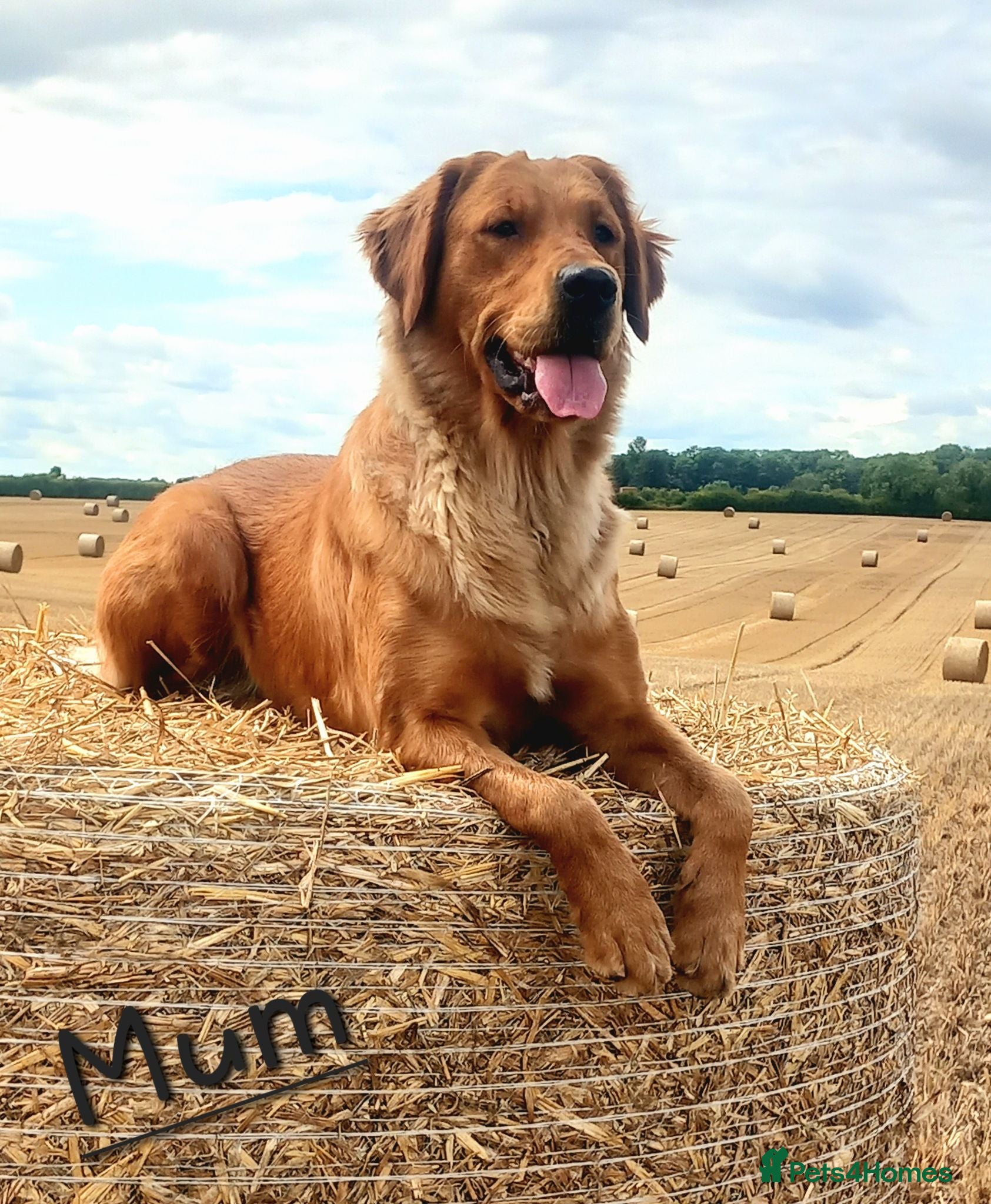 Golden Retriever dogs  GOLDEN RETREVER KC PUPPIES - Advert 17