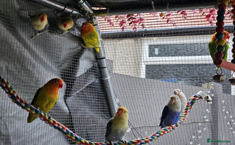 Lovebirds birds - Advert 1