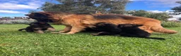 German Shepherd dogs for sale: Outstanding KC long haired german shepherd pups - Advert 6