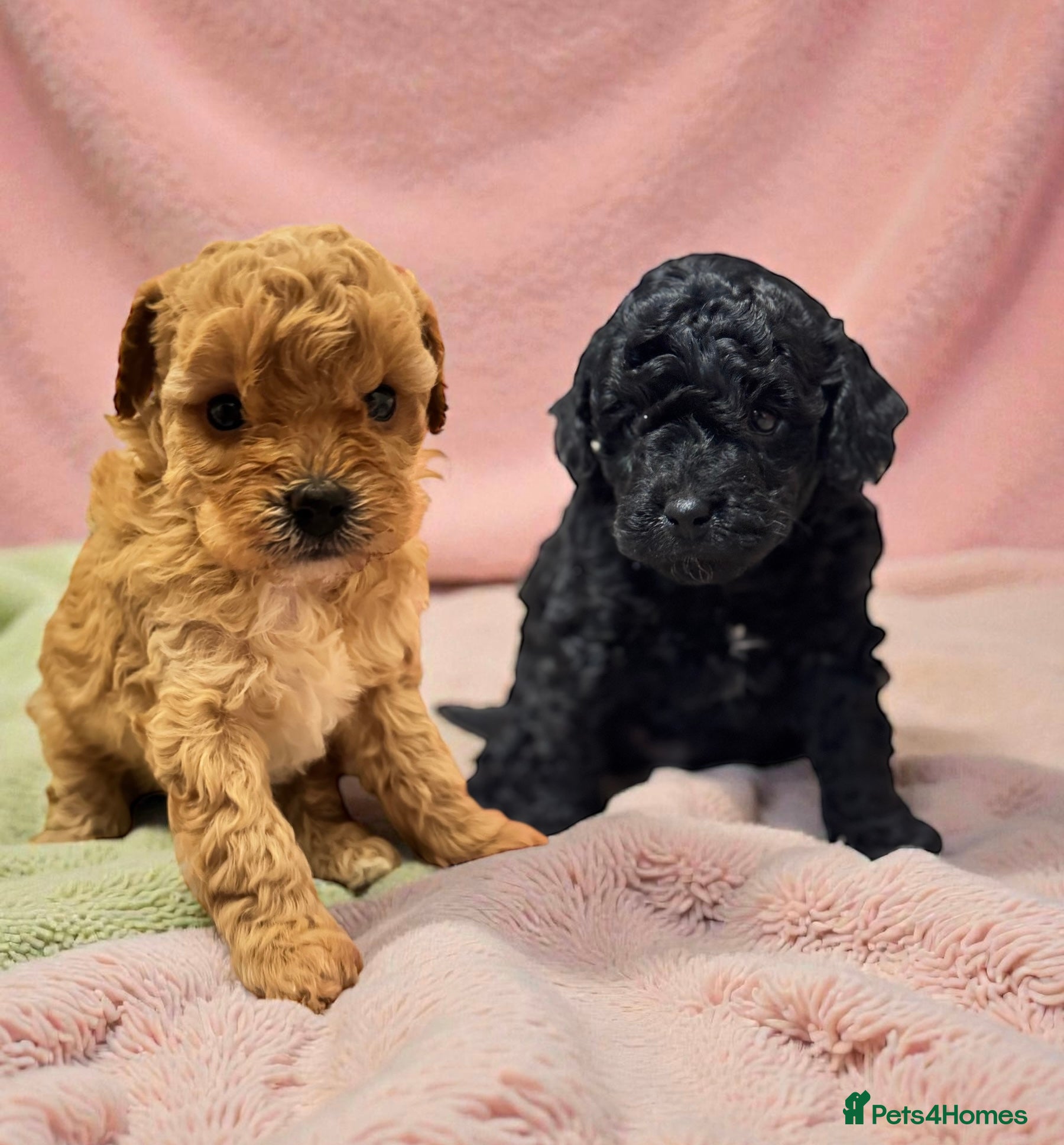 Toy Poodle dogs Tiny toy poodles available for reservation - Advert 1