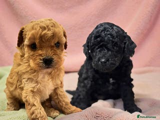 Toy Poodle dogs Tiny toy poodles available for reservation - Advert 3