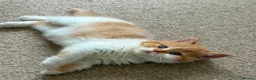 British Shorthair cats for sale: GCCF BSH kittens- championship lines - Advert 5