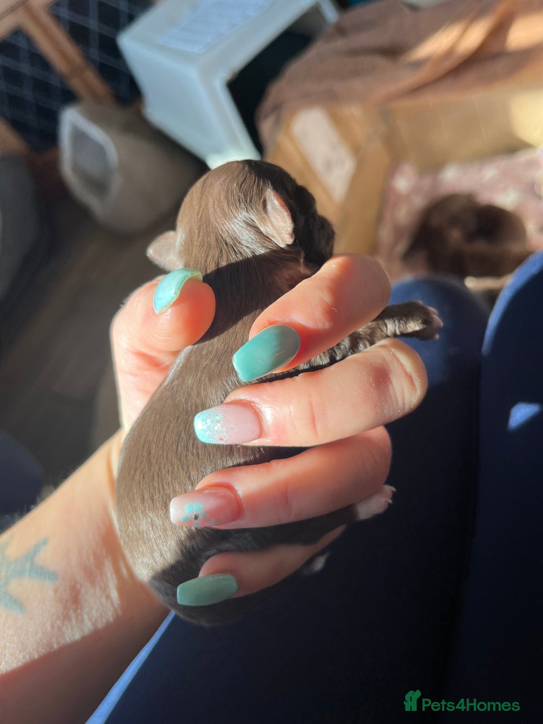 Chihuahua dogs for sale: Rare chocolate chihuahua puppies - Image 3