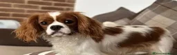 Cavalier King Charles Spaniel dogs for sale: Ruby Cavalier King Charles Spaniel Puppy’s  - Advert 9