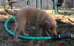 Golden Retriever dogs for sale: Golden Retriever Puppies - Image 7