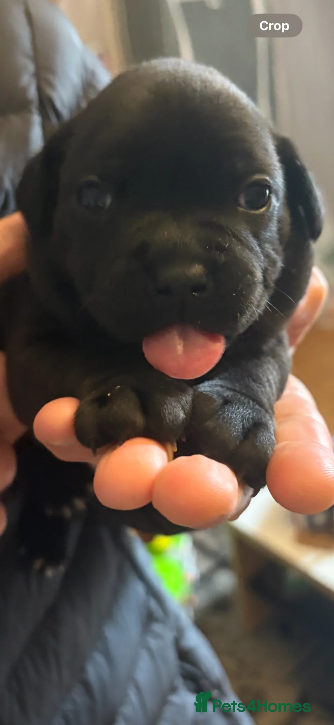 Staffordshire Bull Terrier dogs for sale: Beautiful Staffordshire bull terrier pups  - Advert 2