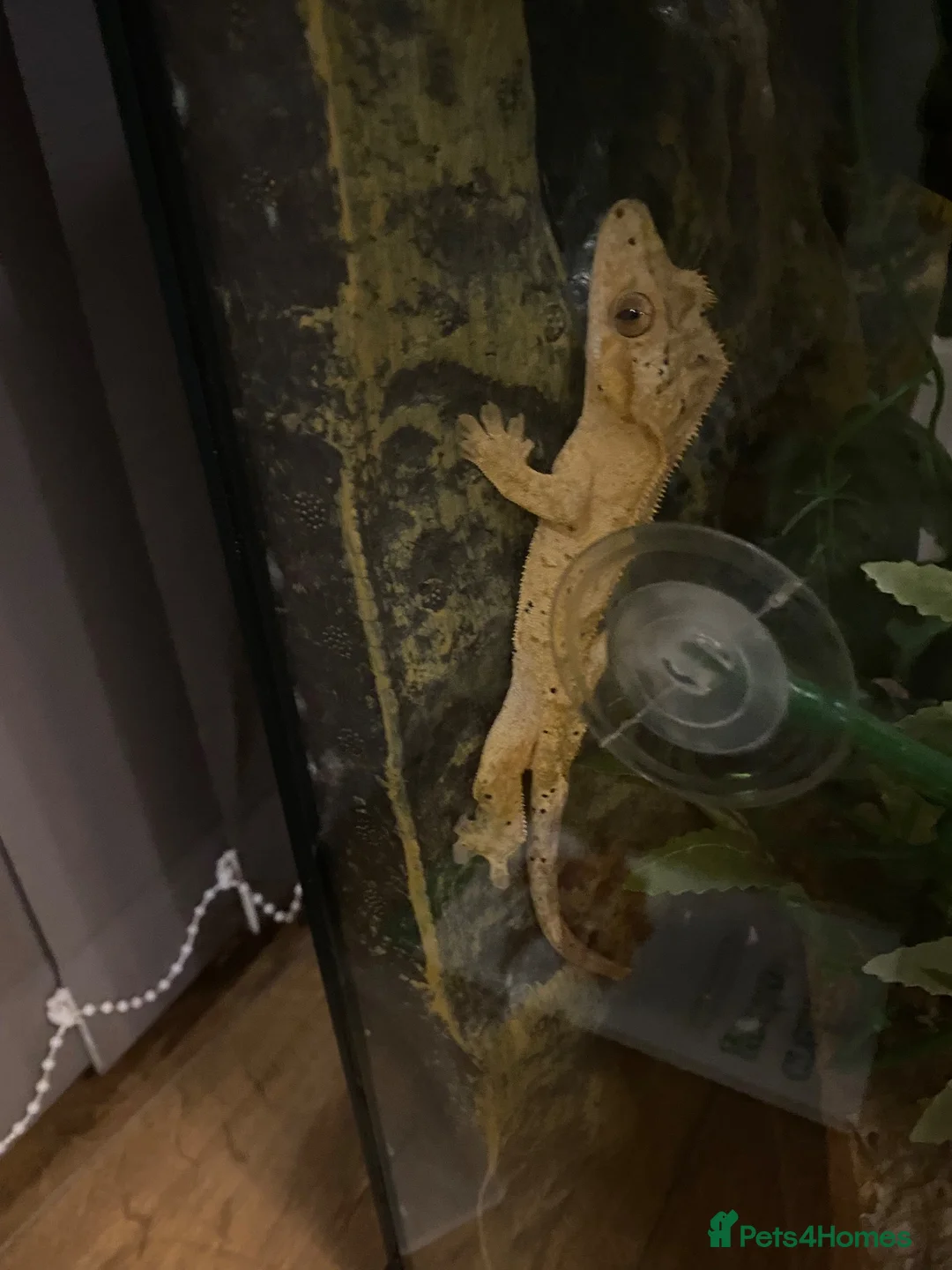 Gecko reptiles for sale: crested gecko  - Advert 5