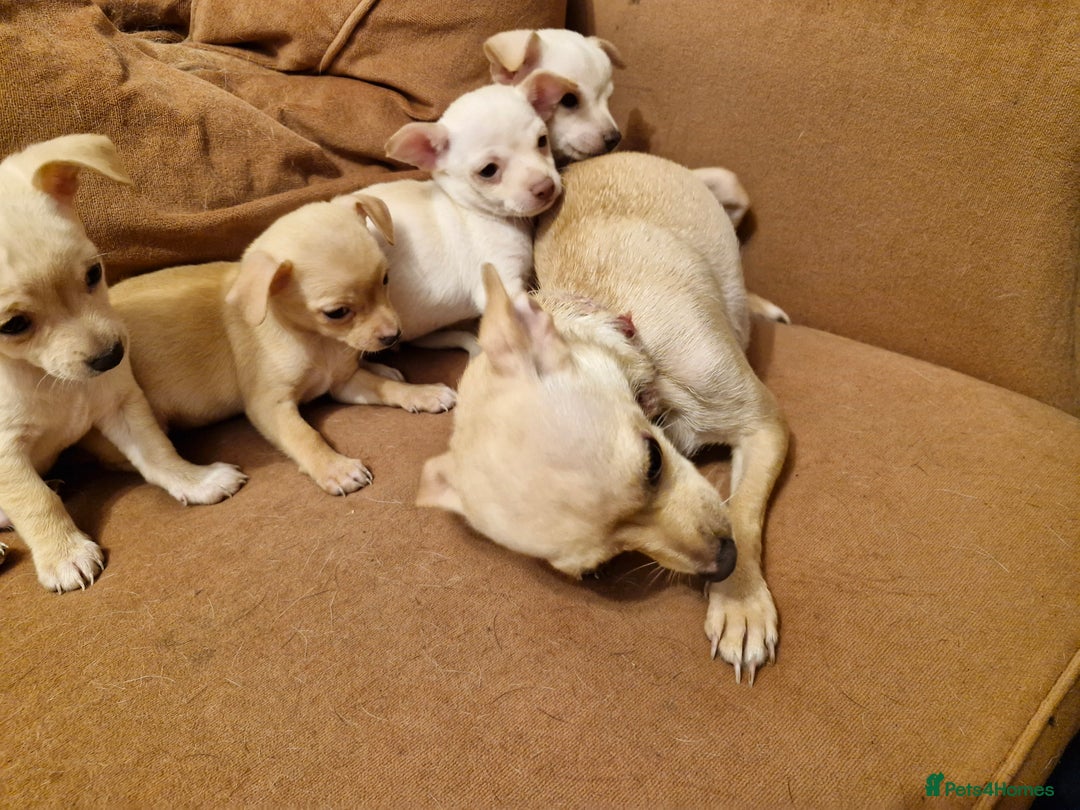 Chihuahua dogs for sale: 4 beautiful chihuahua pups  - Image 6