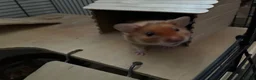 Hamster rodents for sale: Calm young hamster - Mocha  in Tonbridge - Advert 4