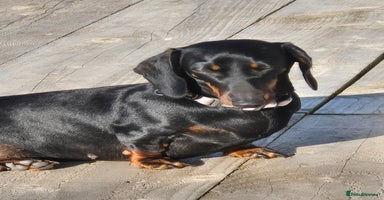 Miniature Dachshund dogs - Advert 3