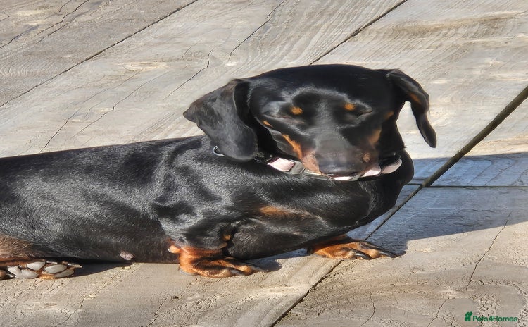 Miniature Dachshund dogs - Advert 2