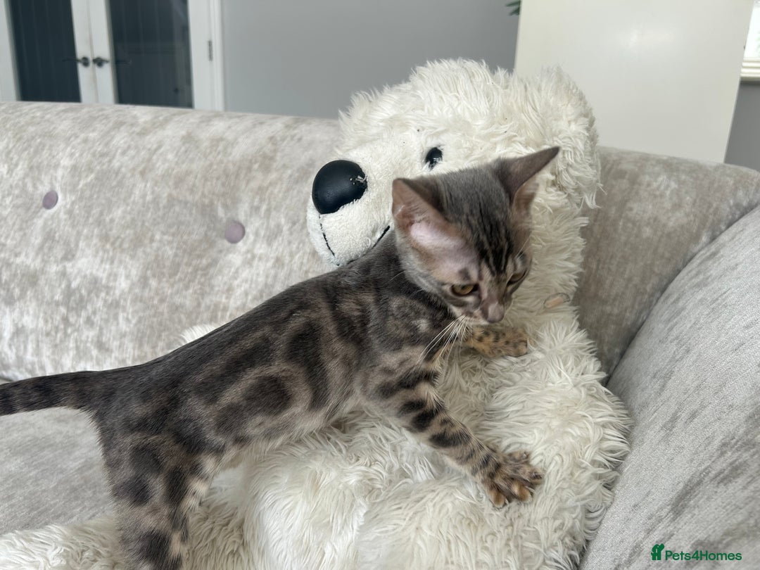Bengal cats for sale: Adorable Female Blue Bengal Kitten TICA REG - Image 17