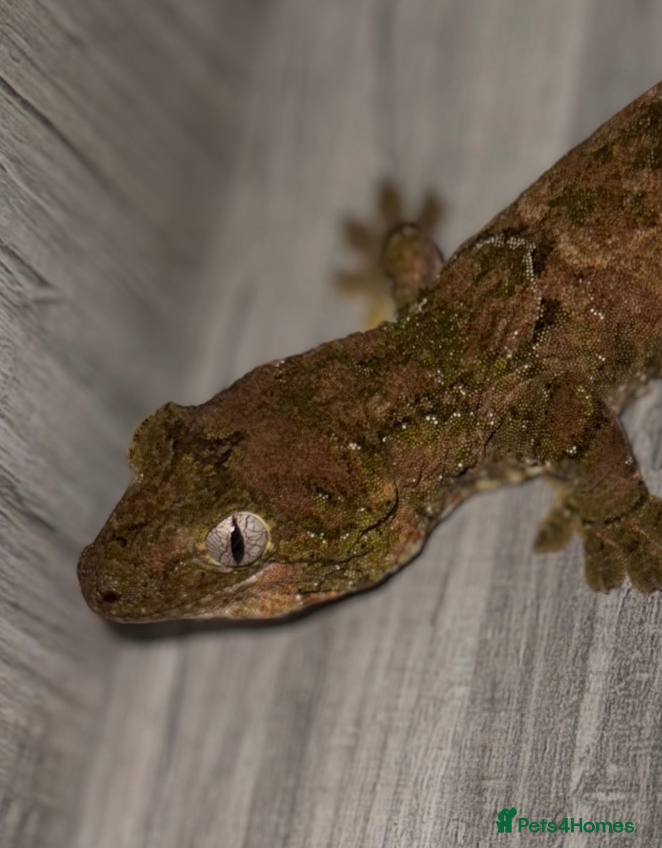 Gecko reptiles 2 Male Chahoua Geckos for sale - Advert 7