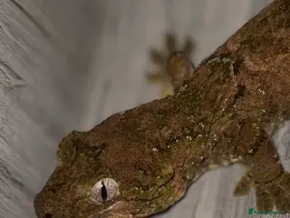 Gecko reptiles 2 Male Chahoua Geckos for sale - Advert 7