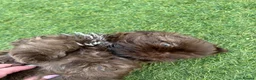 Shih Tzu dogs for sale: Chocolate imperial KC Karashishi/Sweet Tooth boy - Advert 4
