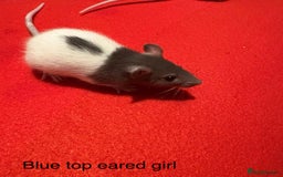 Rat rodents for sale: Baby hooded/variegated/dumbo fancy rats 🩶 - Image 4