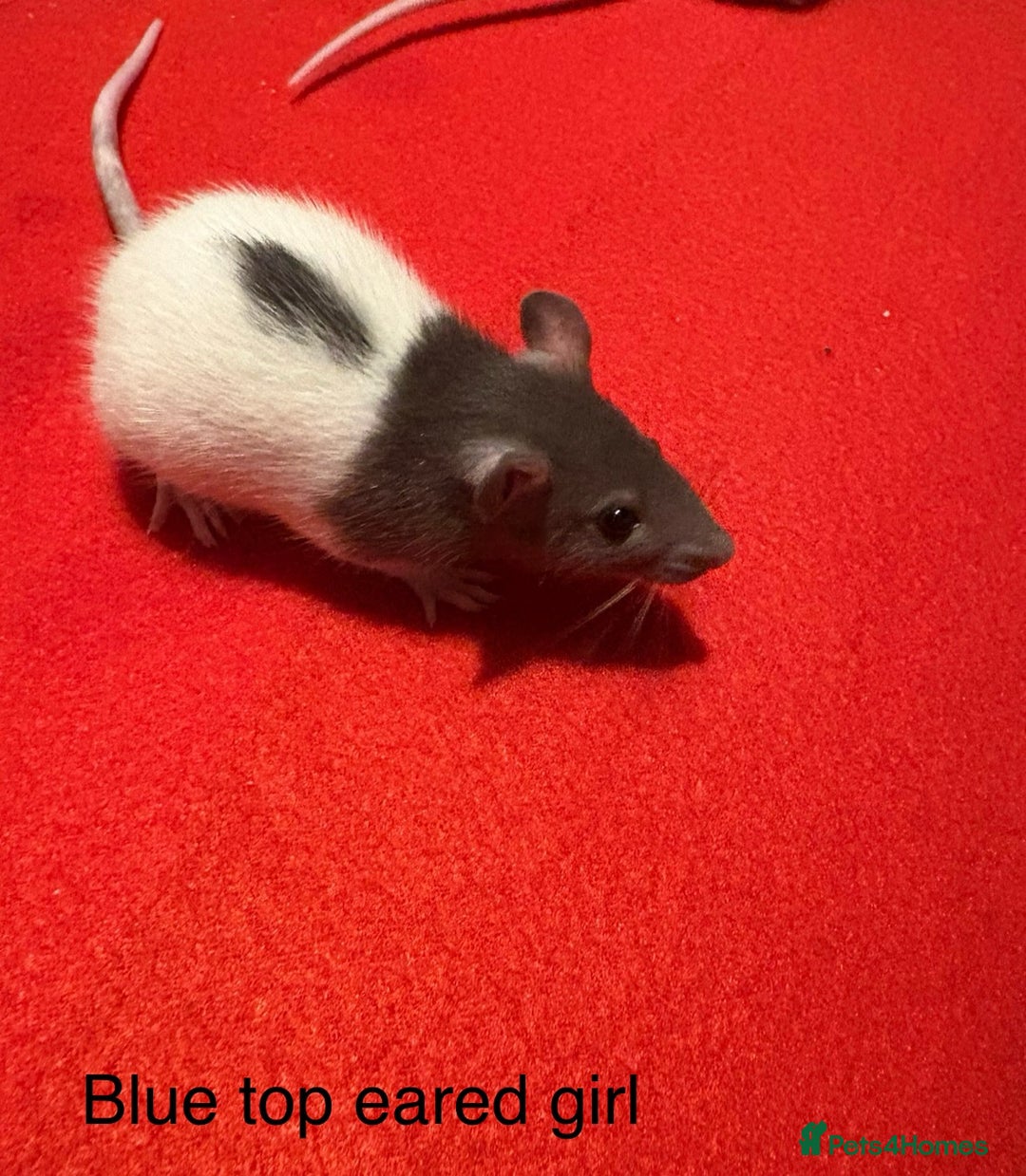 Rat rodents for sale: Baby hooded/variegated/dumbo fancy rats 🩶 - Image 4