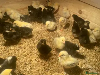 Chickens poultry for sale: Guaranteed Female chicks - Advert 2