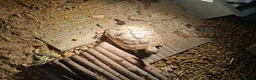 Tortoise reptiles for sale: Herman's tortoise - Advert 4