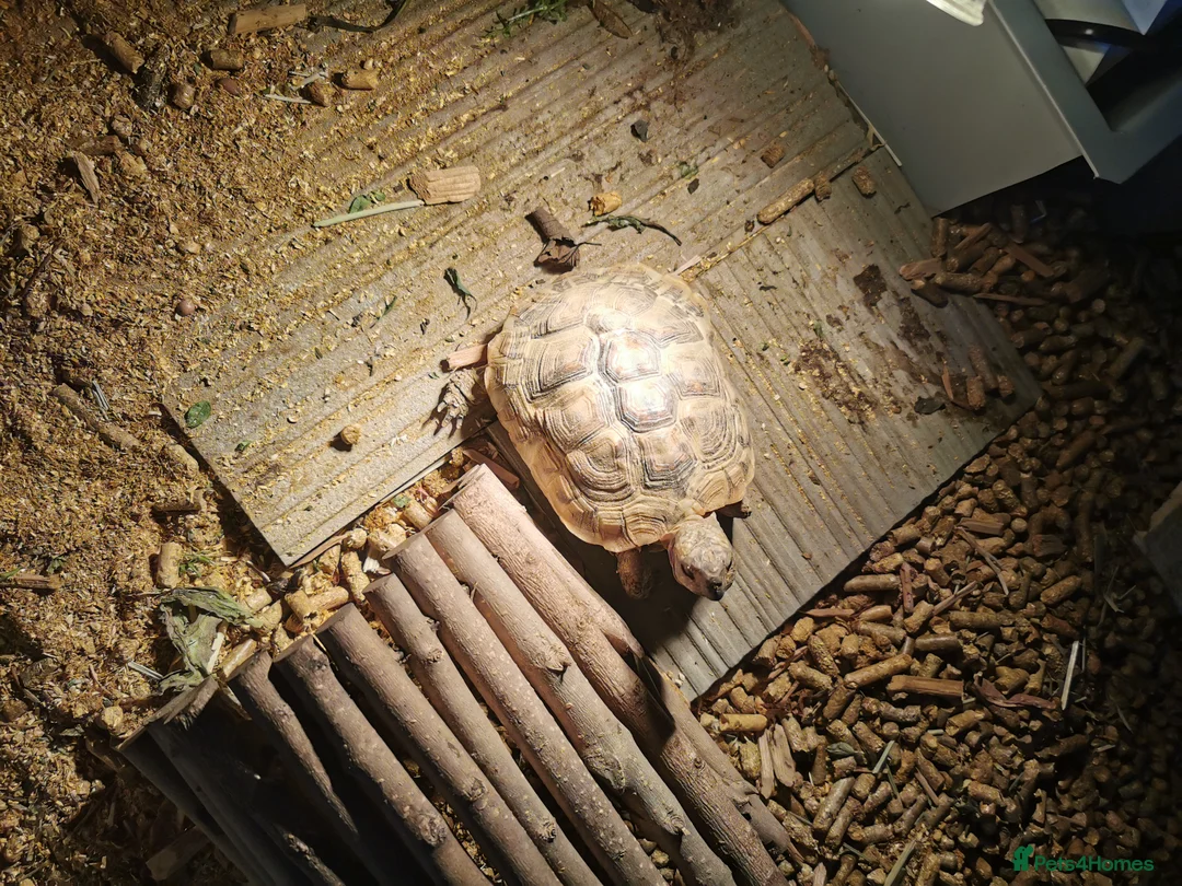 Tortoise reptiles for sale: Herman's tortoise - Advert 4