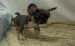 French Bulldog dogs for sale: 💕🐾 Stunning French bulldogs 🐾💕 - Advert 27