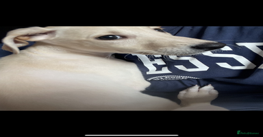 Greyhound dogs - Advert 10