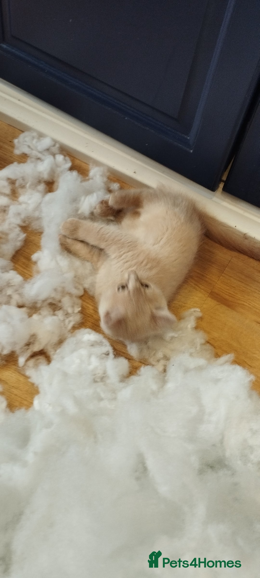 Mixed Breed cats for sale: Two girls looking for nome - Image 5