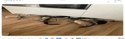 Mixed Breed cats for sale: Adorable house Kittens. - Advert 14