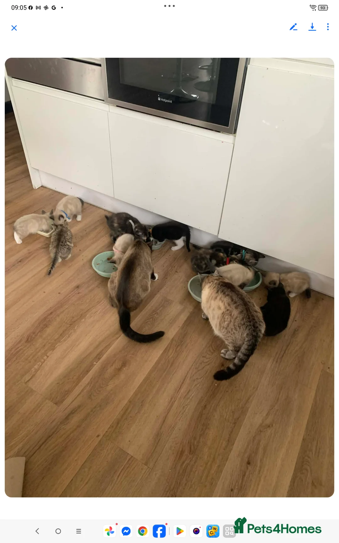 Mixed Breed cats for sale: Adorable house Kittens. - Advert 14