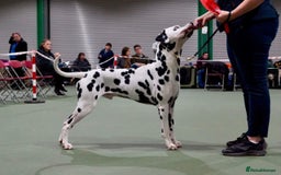 Dalmatian dogs for sale: Top quality show type Dalmatian pups 🐶  - Image 10