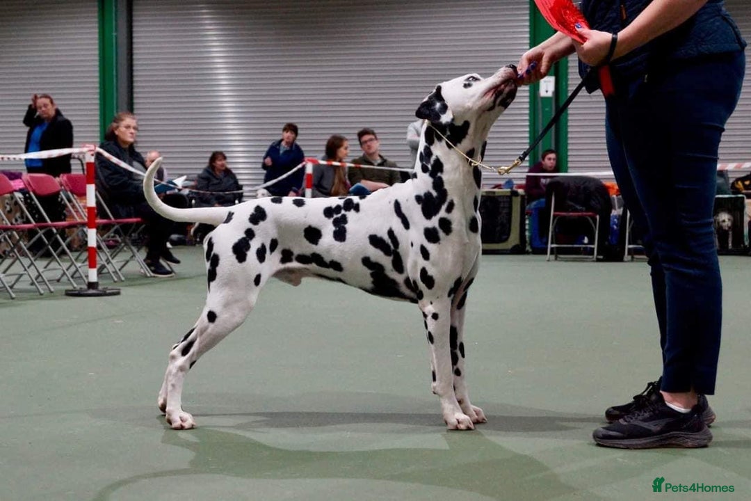 Dalmatian dogs for sale: Top quality show type Dalmatian pups 🐶  - Image 10