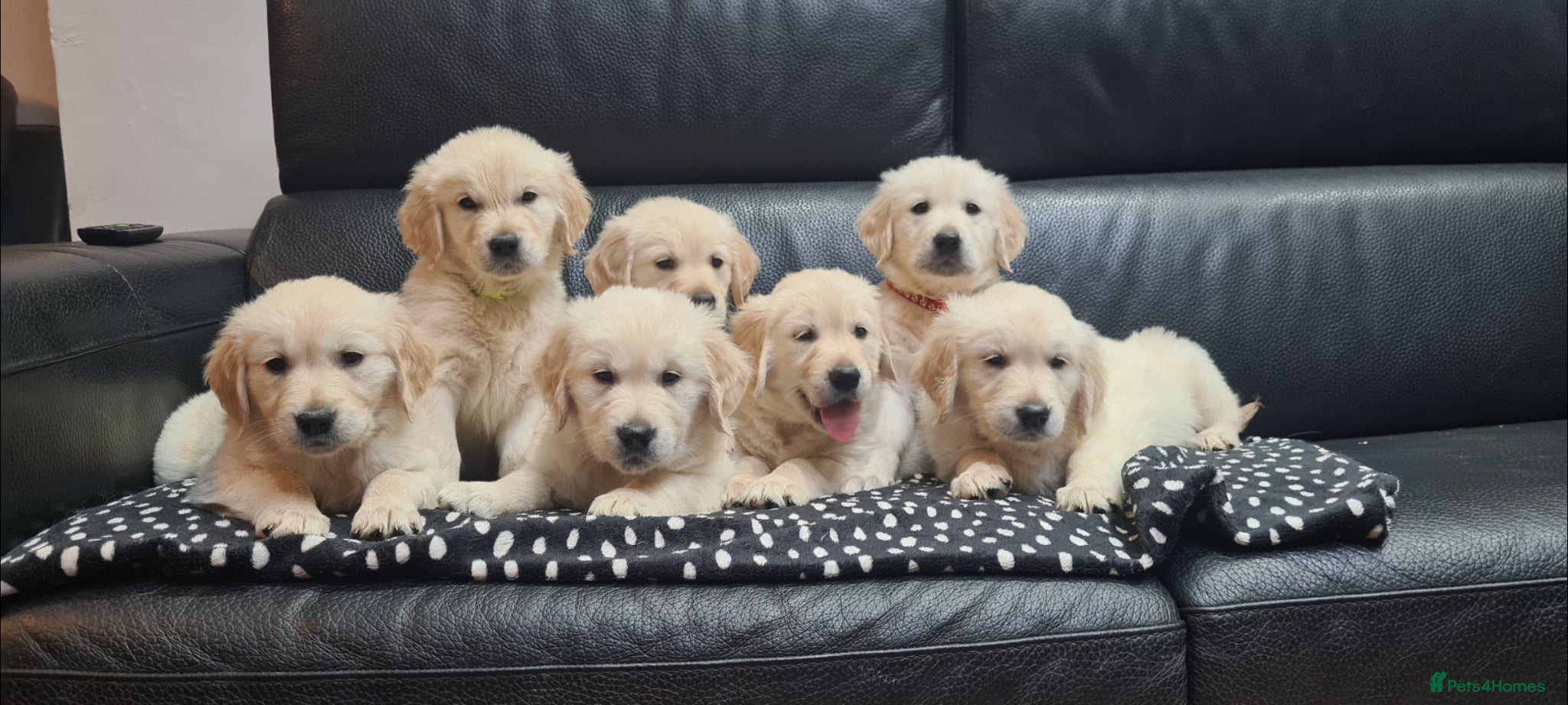 Golden Retriever dogs Beautiful Golden Retriever Puppies - Advert 5