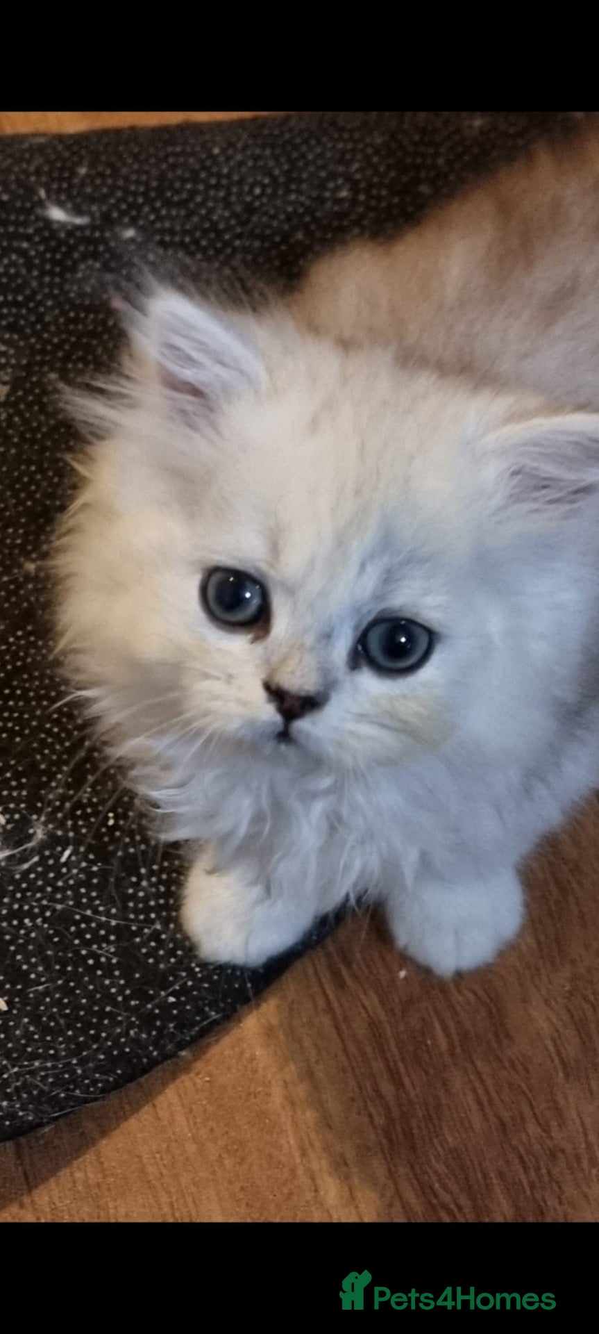Persian cats Beautiful Persian chinchilla kittens  - Advert 15