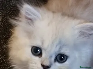 Persian cats Beautiful Persian chinchilla kittens - Advert 15