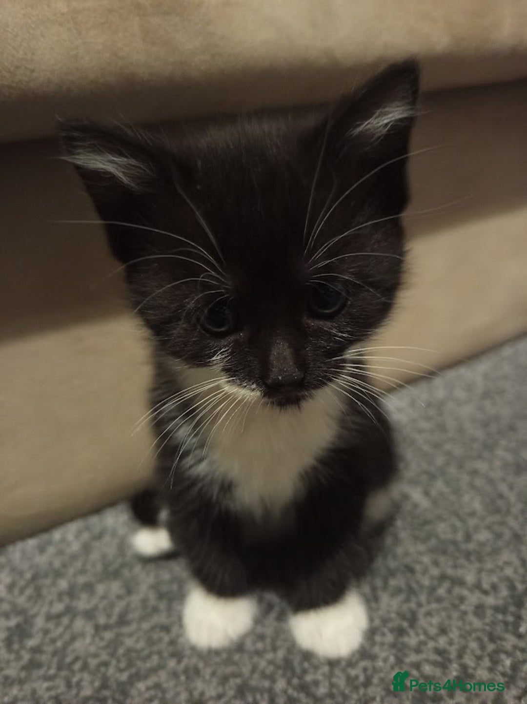 Mixed Breed cats for sale: Ready to leave 4 adorable kittens - Advert 4