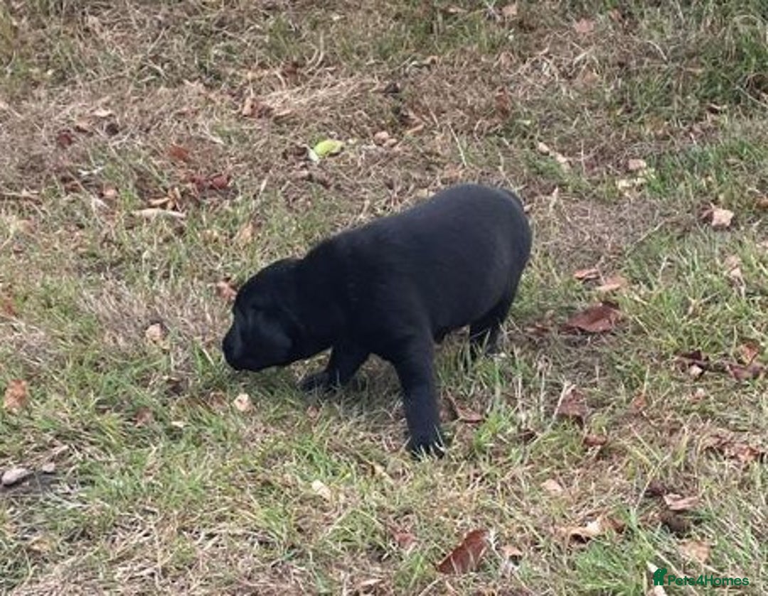 Labrador Retriever dogs for sale: Labrador Pups for sale in Fittleworth - Image 6