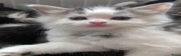 Mixed Breed cats for sale: Fluffy grey and white tabby boy  - Advert 3