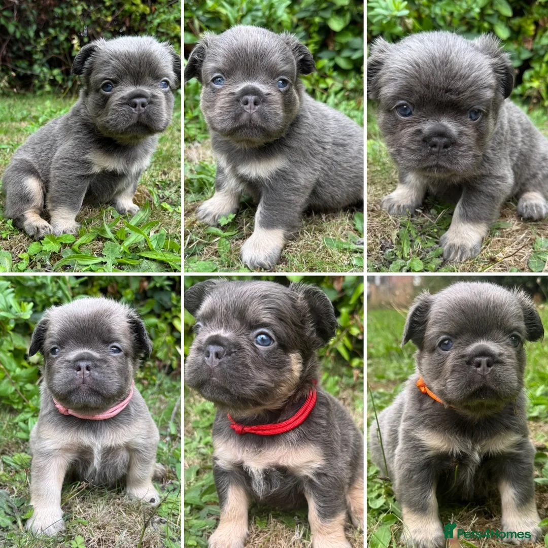 French Bulldog dogs for sale: KC Fluffy French Bulldogs  in Horsham - Advert 1