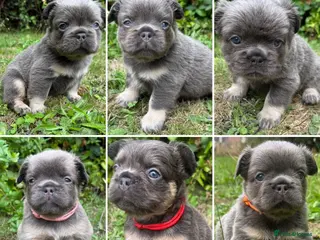 French Bulldog dogs KC Fluffy French Bulldogs - Advert 1