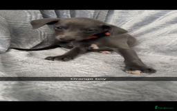 Mixed Breed dogs for sale: 7 beautiful wiggys! - Image 5