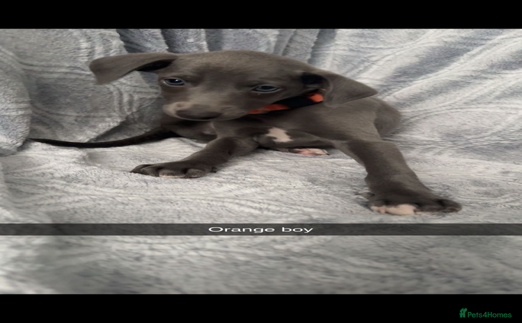 Mixed Breed dogs - Advert 1