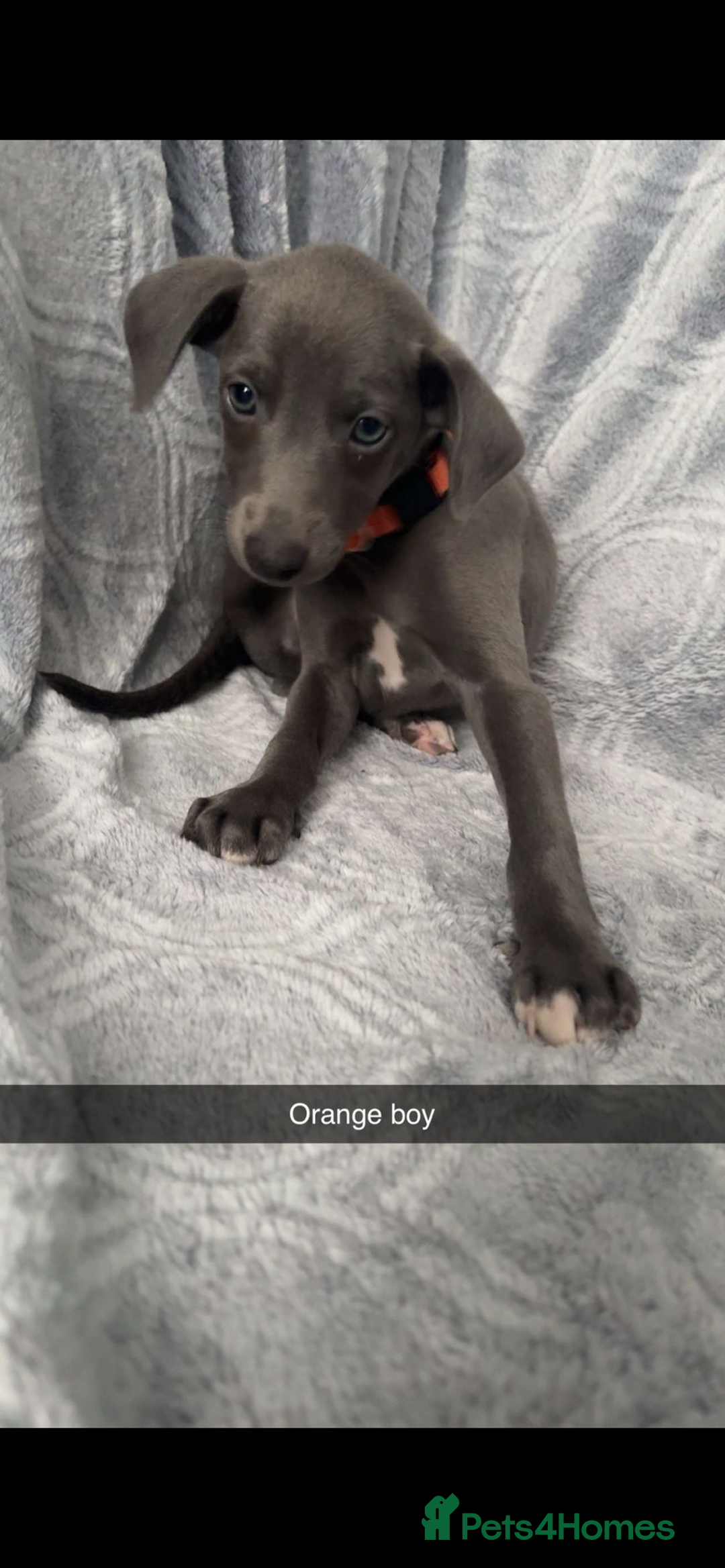 Mixed Breed dogs for sale: 7 beautiful wiggys! - Image 5
