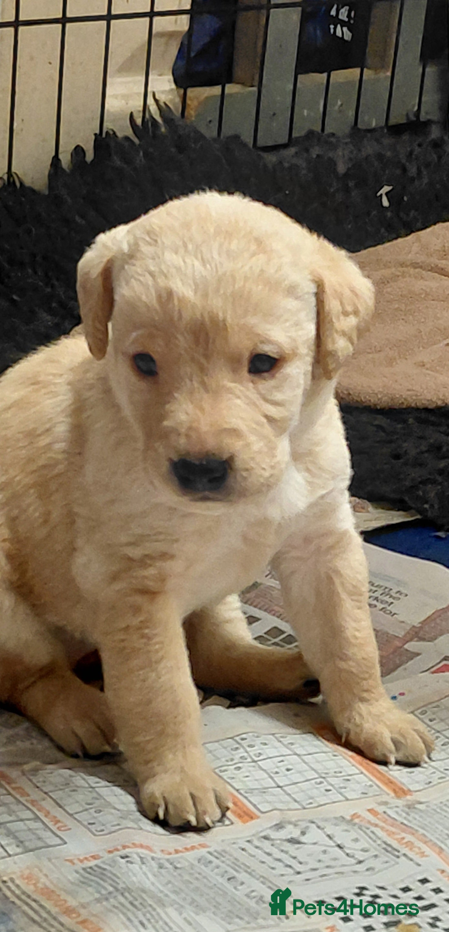 Labrador Retriever dogs Pure bred labrador puppies - Advert 12