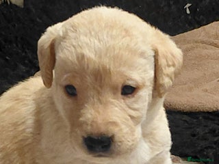 Labrador Retriever dogs Pure bred labrador puppies - Advert 12