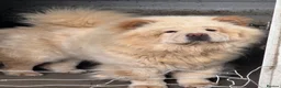 Chow Chow dogs for sale: Platinum chow chow  - Advert 3