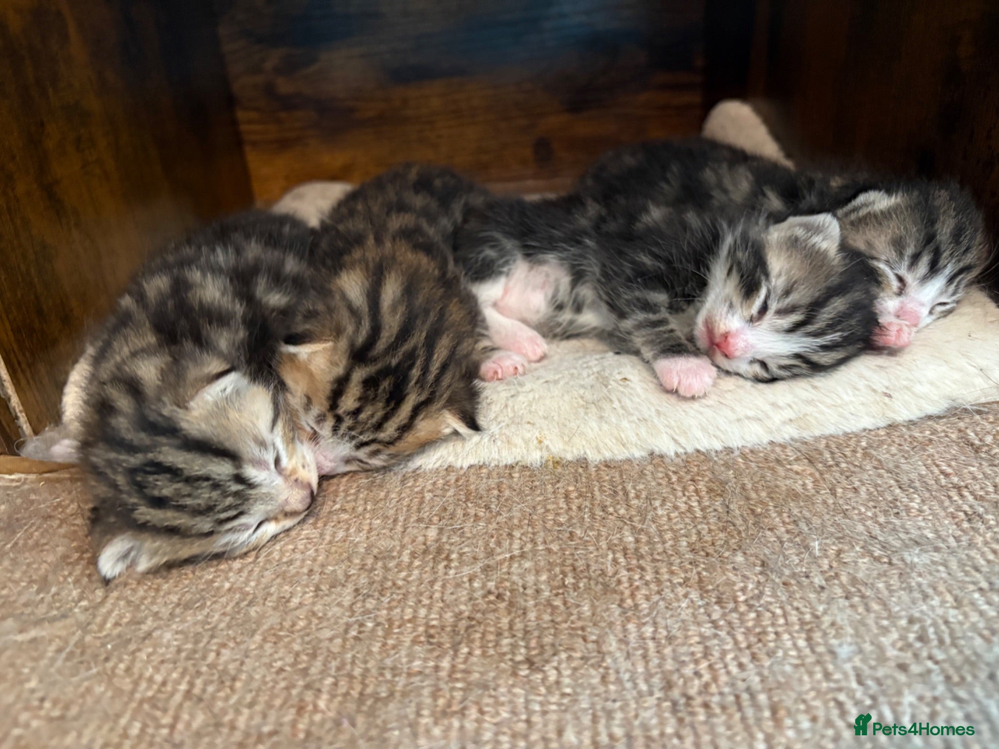 Mixed Breed cats 4 beautiful kittens  - Advert 1