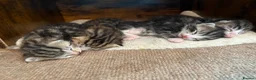 Mixed Breed cats for sale: 4 beautiful kittens  - Advert 1